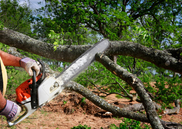  Dland, MI Tree Service Pros